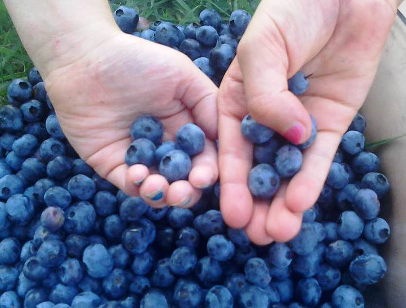 blueberries 2.jpg