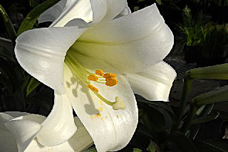 easter Lily.jpg