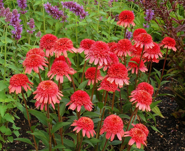 ECHINACEA%20'Supreme%20Flamingo'.jpg