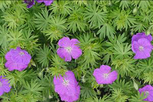 geranium new hampshire purple.jpg