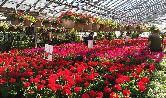 geraniums april 2016.jpg