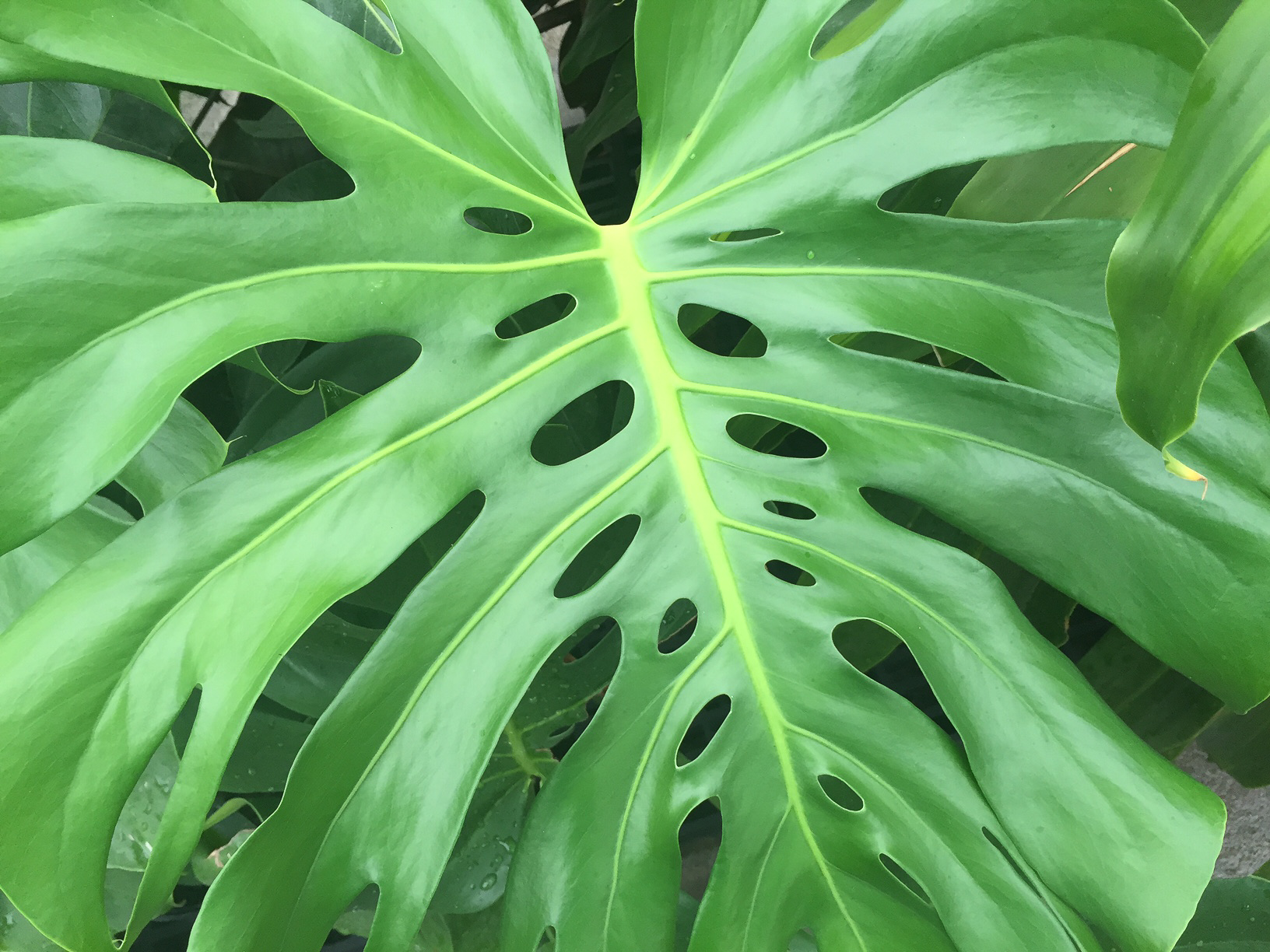 Hope Philodendron.jpg