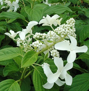 hydrangea pan green star 2 em.jpg