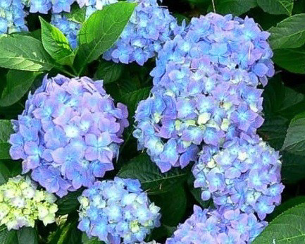 hydrangea_macrophylla_forever_ever_blue__2.jpg