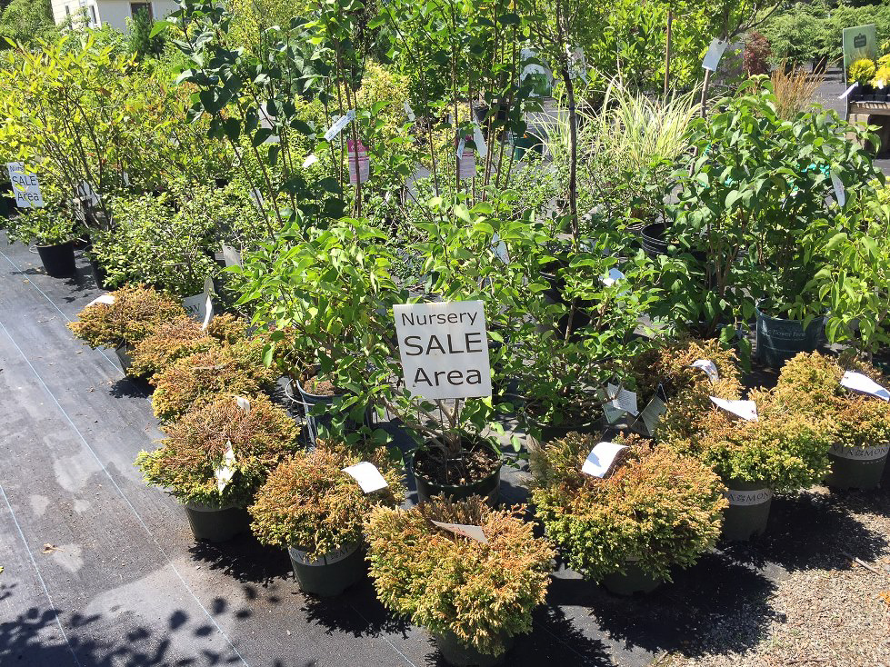 nursery sale area july.jpg