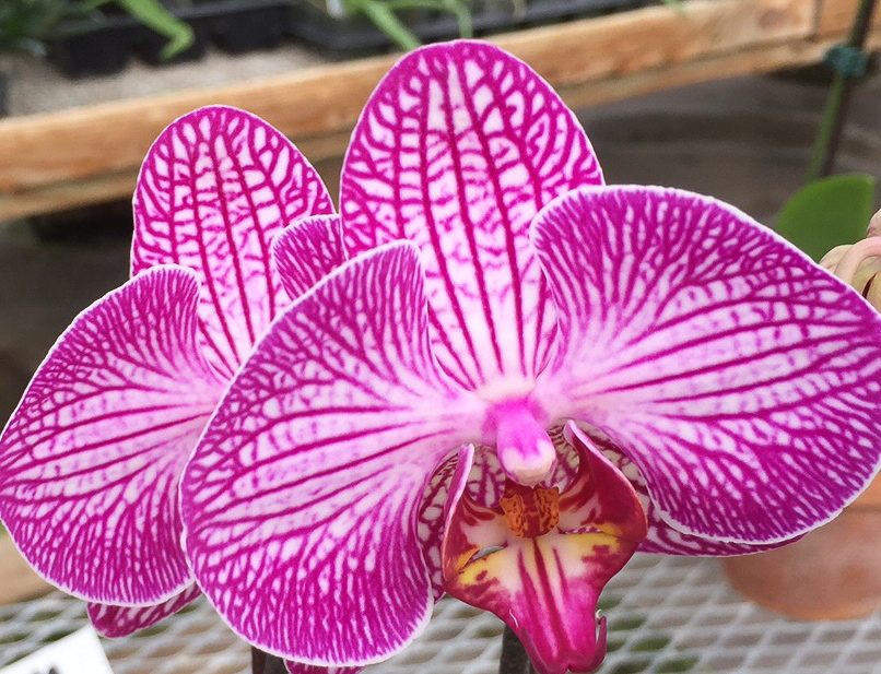 orchid 1.jpg