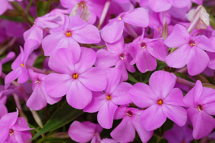 PHLOX%20'Forever%20Pink'.jpg