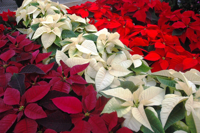 poinsettias 009a.jpg