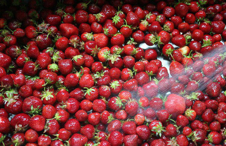 snow farm strawberries.jpg