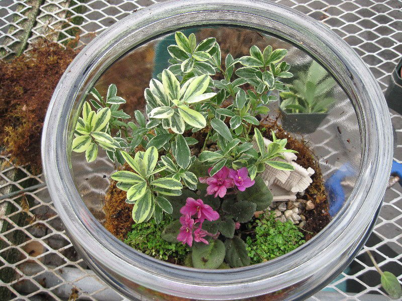 terrarium class feb. 12 016.jpg