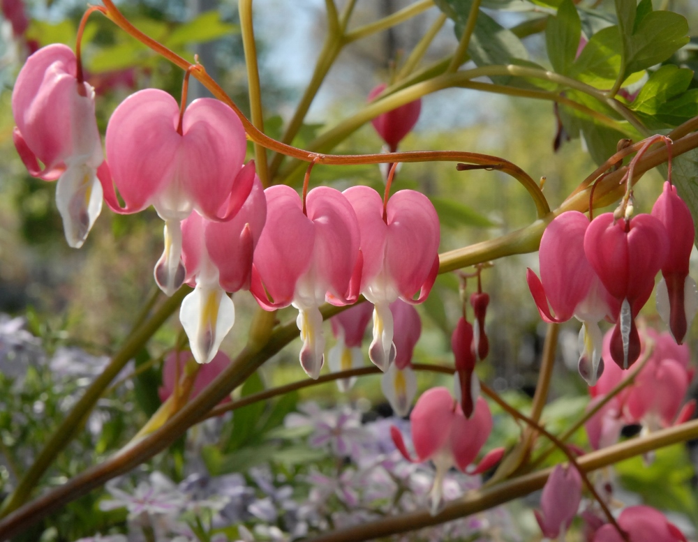 bleeding hearts - perennial - resized.jpg