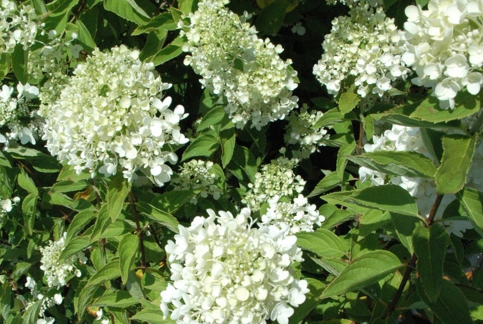 PeeGee Hydrangea end July 2011.jpg