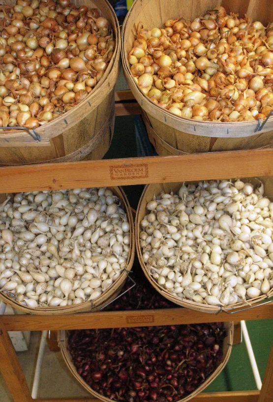 Three different types of onion sets are sold every spring at Woodland Gardens.