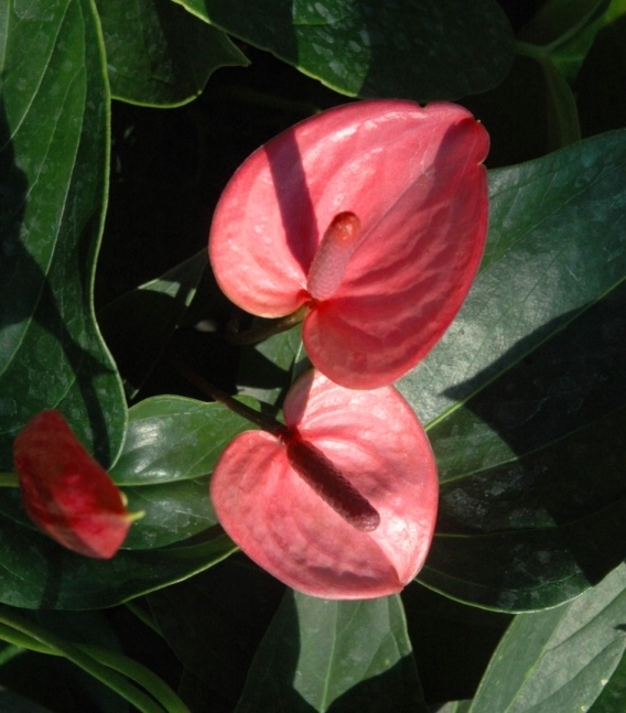 anthurium1.jpg