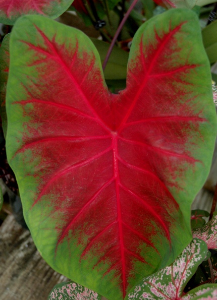 calladium leaf.jpg