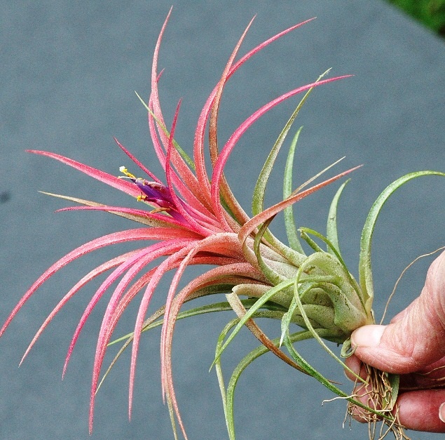 air plants 009.JPG