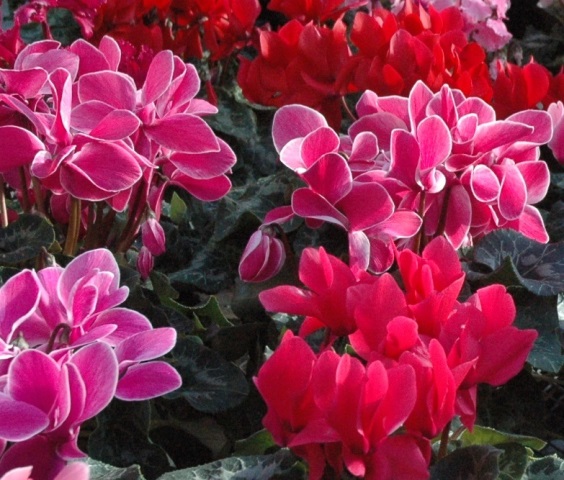 cyclamen  007aa.jpg