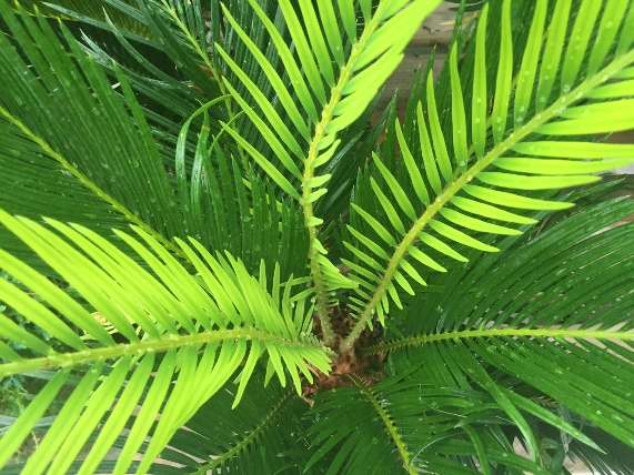 king sago palm 4.JPG