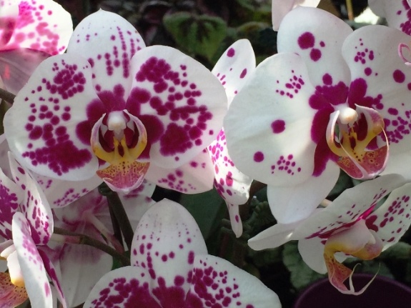 orchids 2.JPG