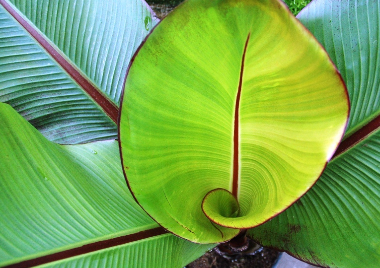 banana plant - tropical plant.JPG