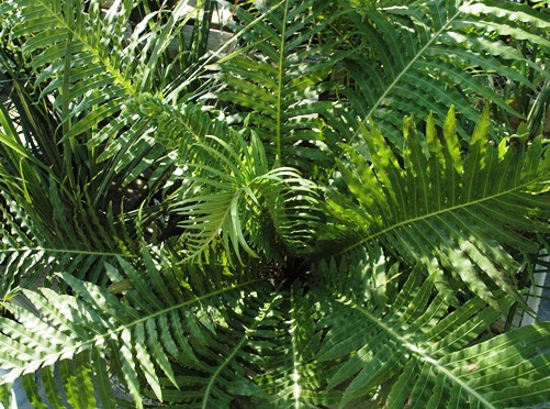 silver lady fern - greenhouse.jpg