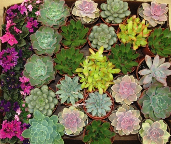 succulents and violets.jpg