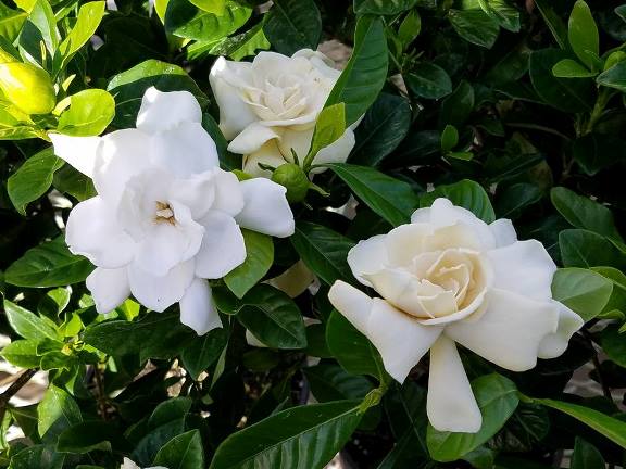 gardenias feb 2017.jpg