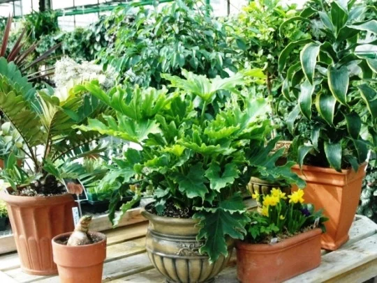 potted houseplants 1.jpg