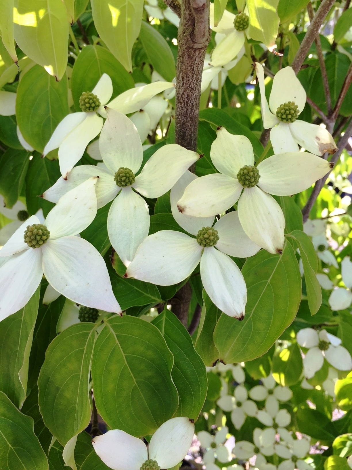 dogwood.JPG