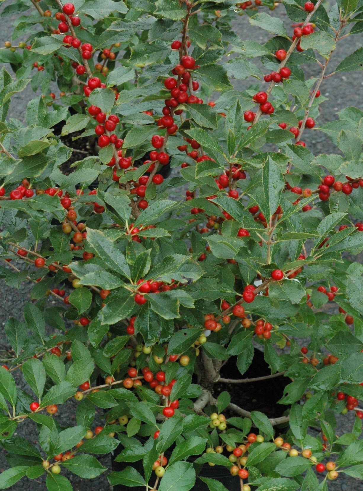 winterberry red sprite.jpg