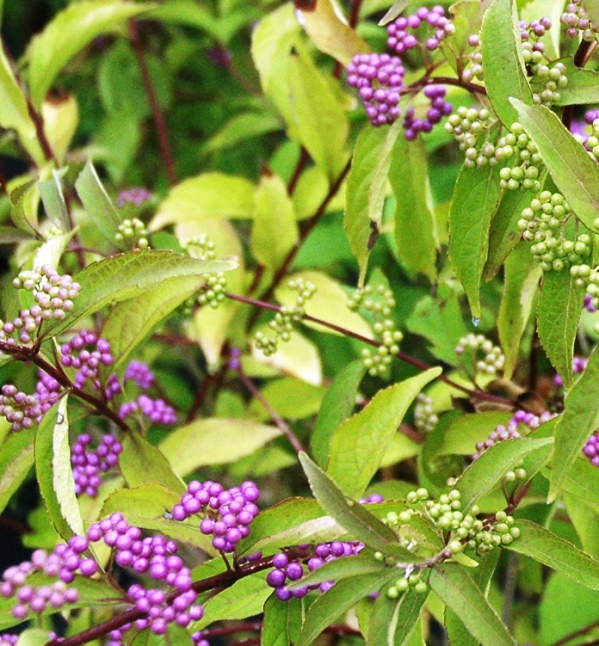 callicarpa 2a.jpg