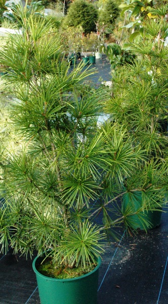 japanese umbrella pine on sale.jpg