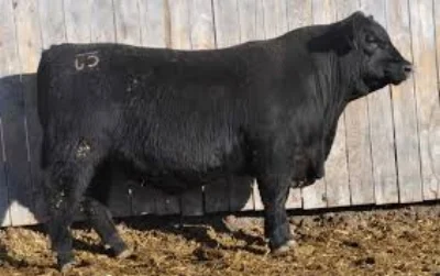 Herd Sire Justice.jpg