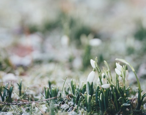 spring.jpeg