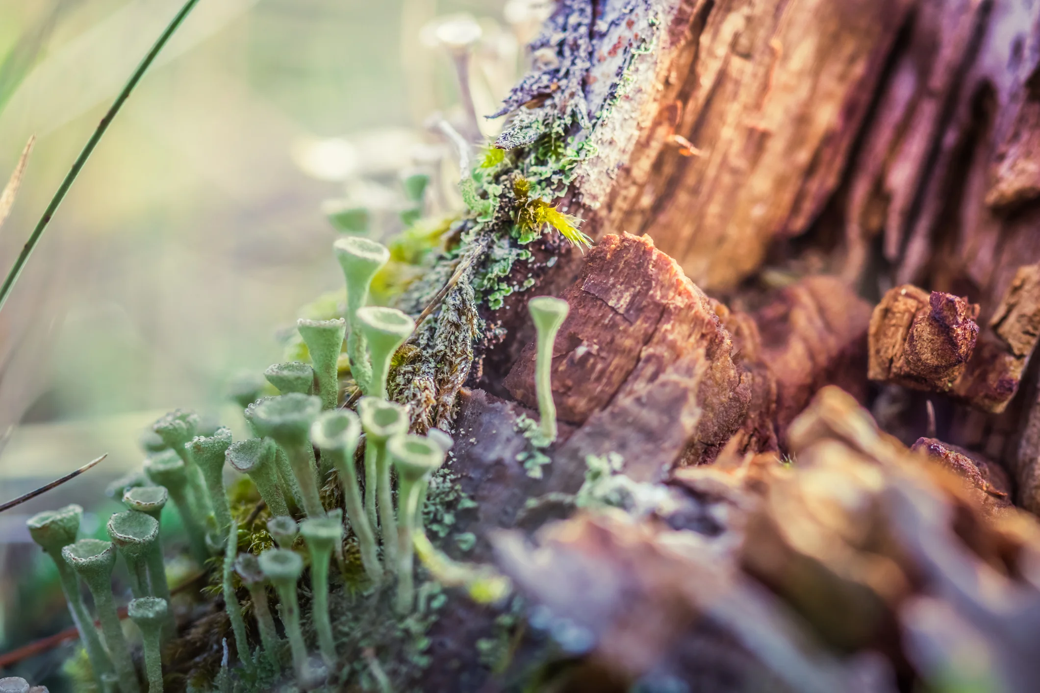 Close-up macro photo of small mushrooms and lich on a mossy stump in the forest.
