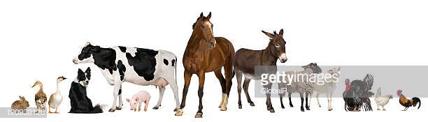 Variety of farm animals in front of white background.
