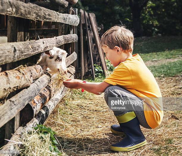 Holidays in the country - little boy feeds a goat