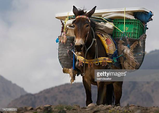 Photo by berndwalter/iStock / Getty Images