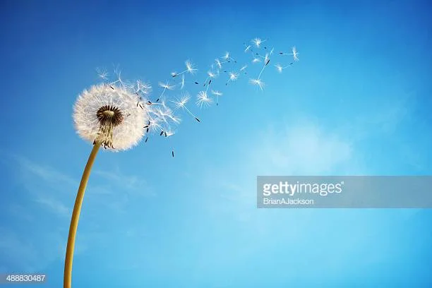 Dandelion with seeds blowing away in the wind across a clear blue sky with copy space