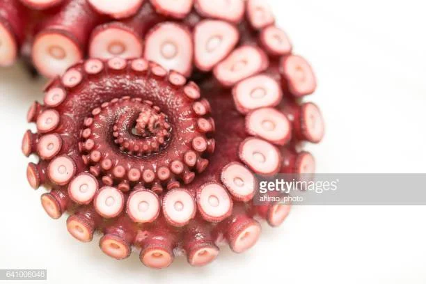 close up of octopus leg