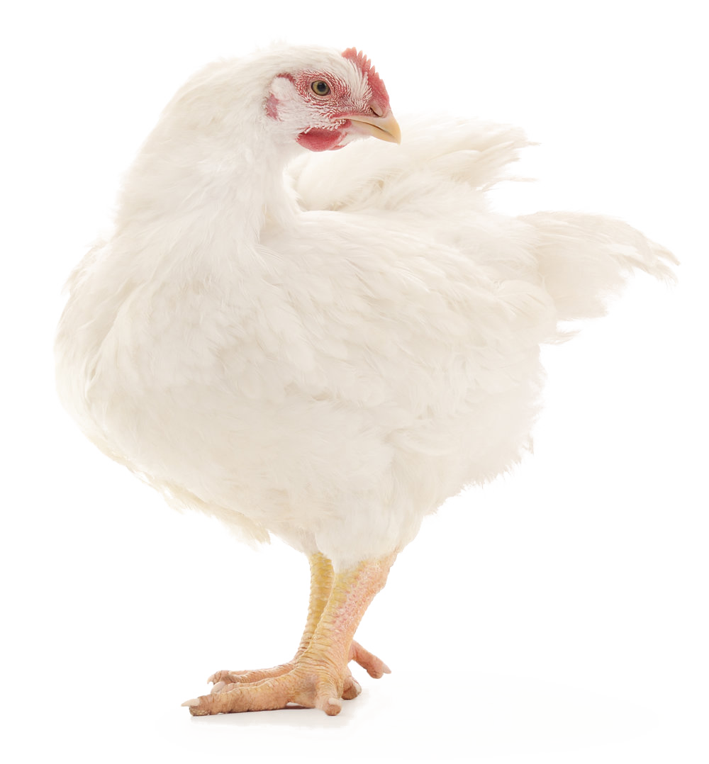download (35).png