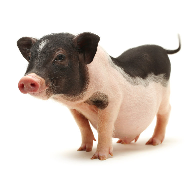 download (54).png