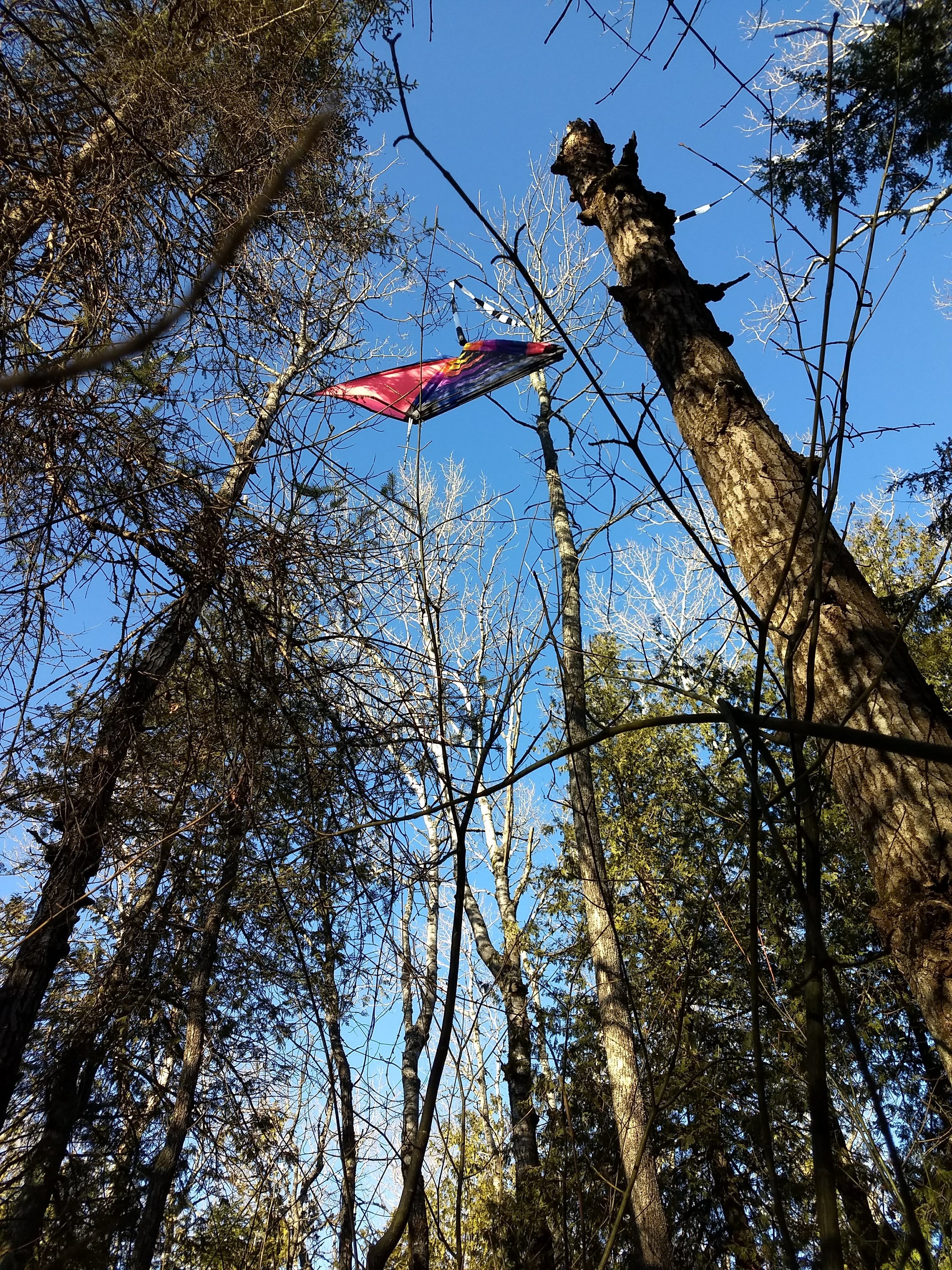kite in tree.jpg