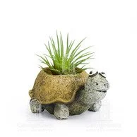 GT21455_preston_baby_tortoise_mini_planter__00331.1581907230.194.228.jpg