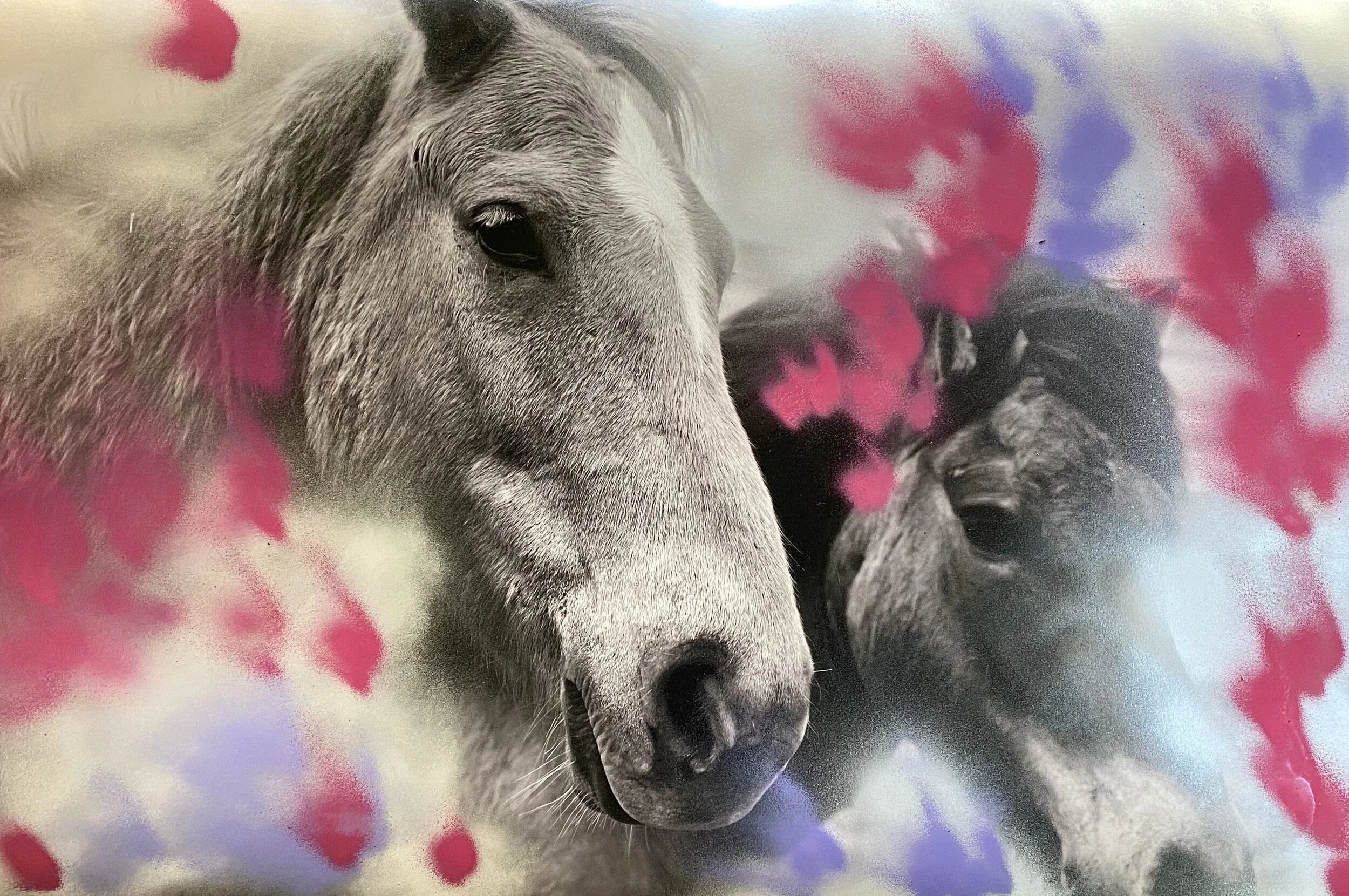 Icelandic Friends.JPG