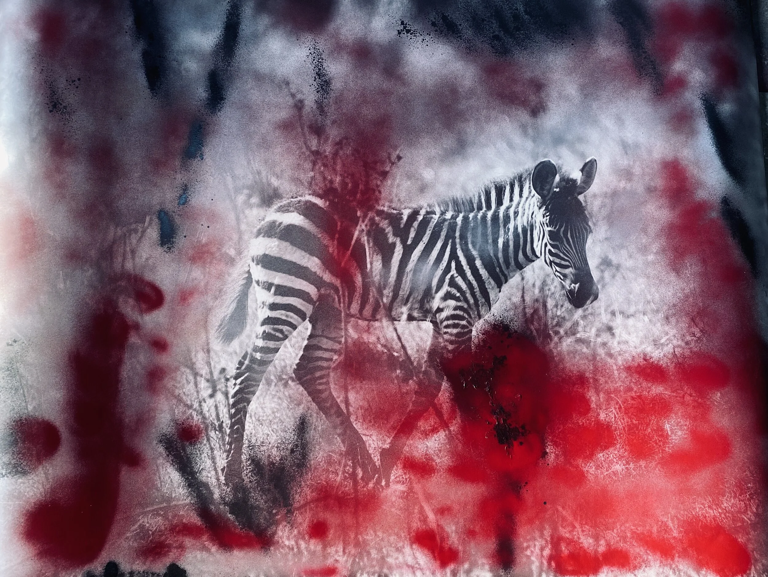 Red Baby Zebra.JPG