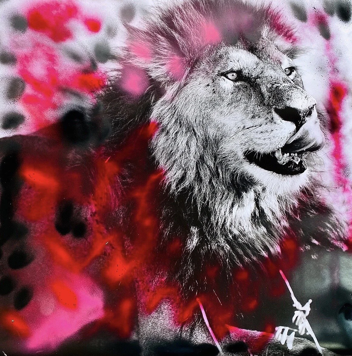 Punk Pink Lion.JPG