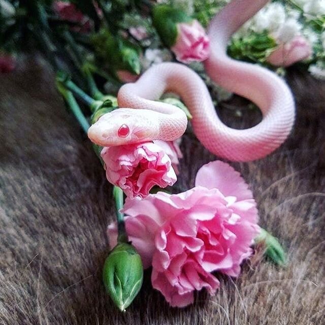 Have a sssssssssssssssssuper Valentines Day! #snake #pink #flowers #valentines #love