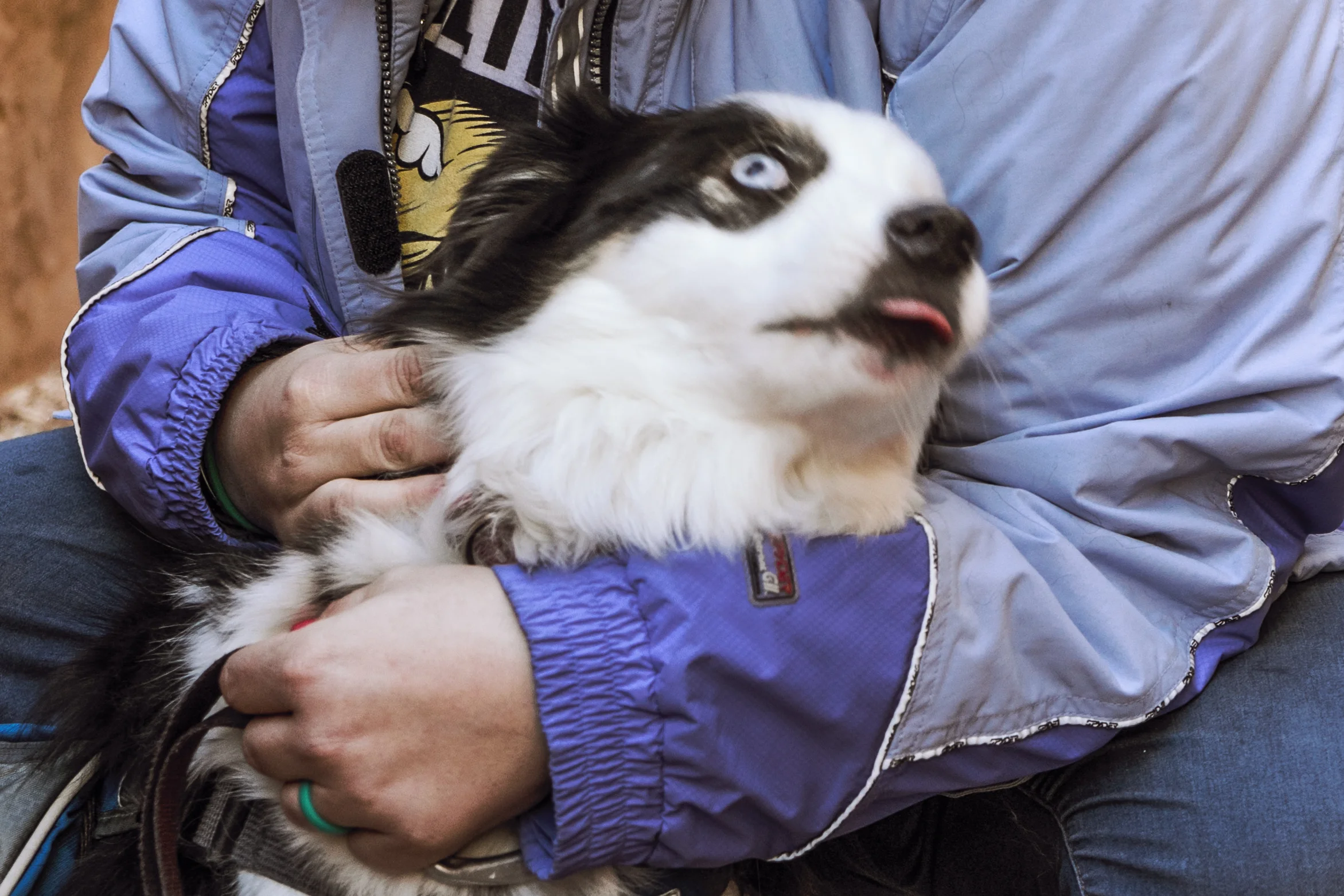 Super cropped, out of focus image, but I can't help but bust up laughing EVERY TIME I SEE IT. 