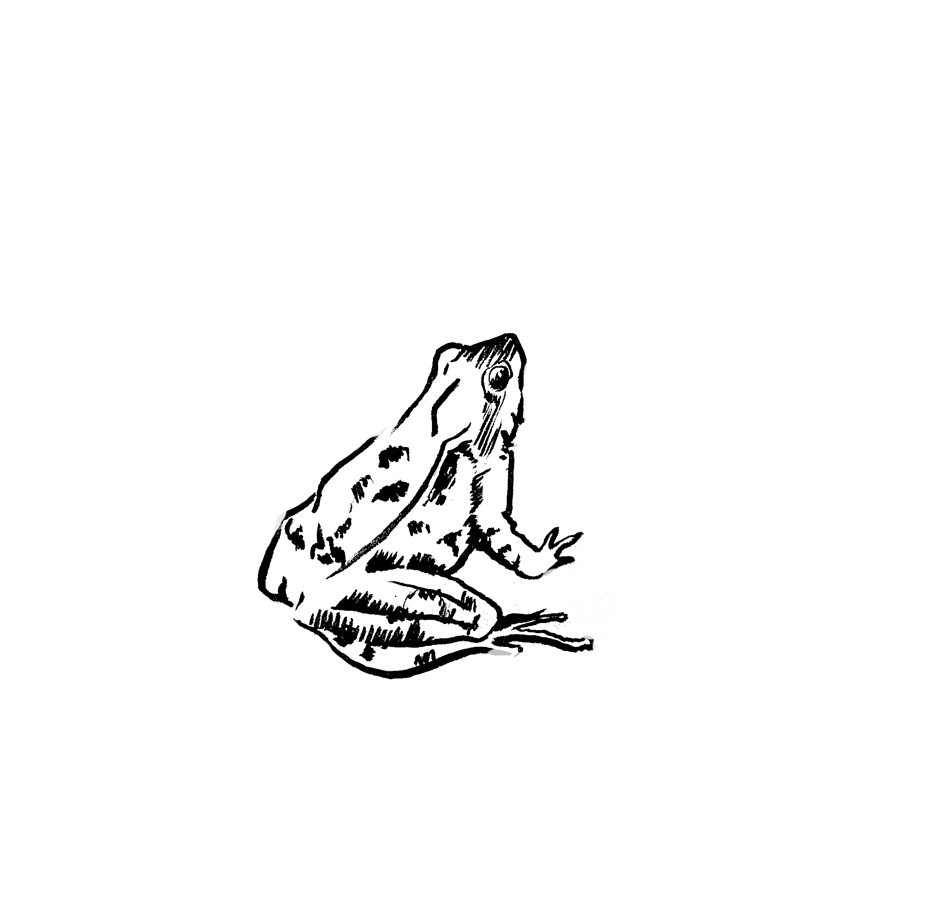 frog.jpg